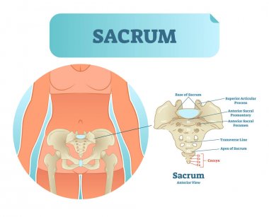 İnsan sakrum kemiği yapısı diyagramı, anatomik düzeni kemik bölümleri ile etiketli illüstrasyon vektör.