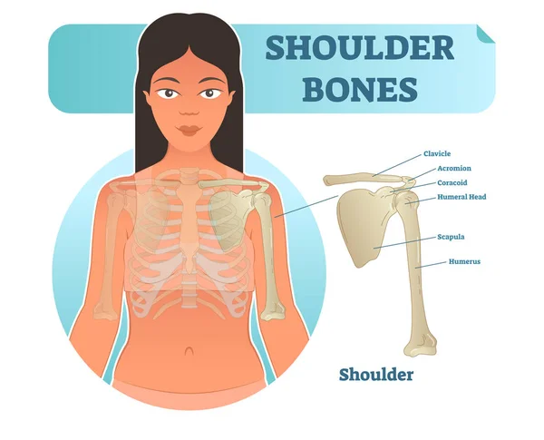 Märkt mänskliga axeln ben anatomiska vektor illustration diagram affisch. — Stock vektor