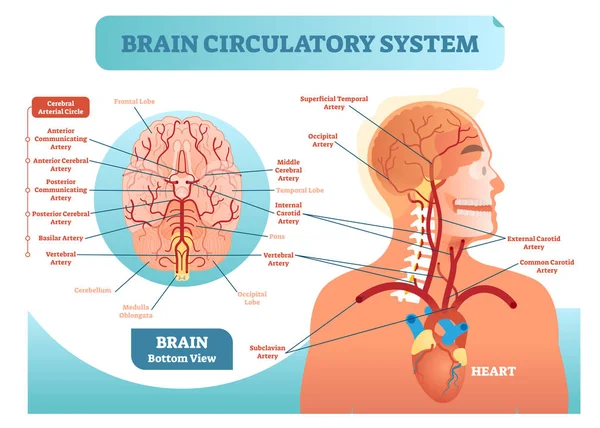 Sistema circulatorio cerebral diagrama de ilustración del vector anatómico. Esquema de red de vasos sanguíneos del cerebro humano. Información sobre medicina cerebral . — Archivo Imágenes Vectoriales