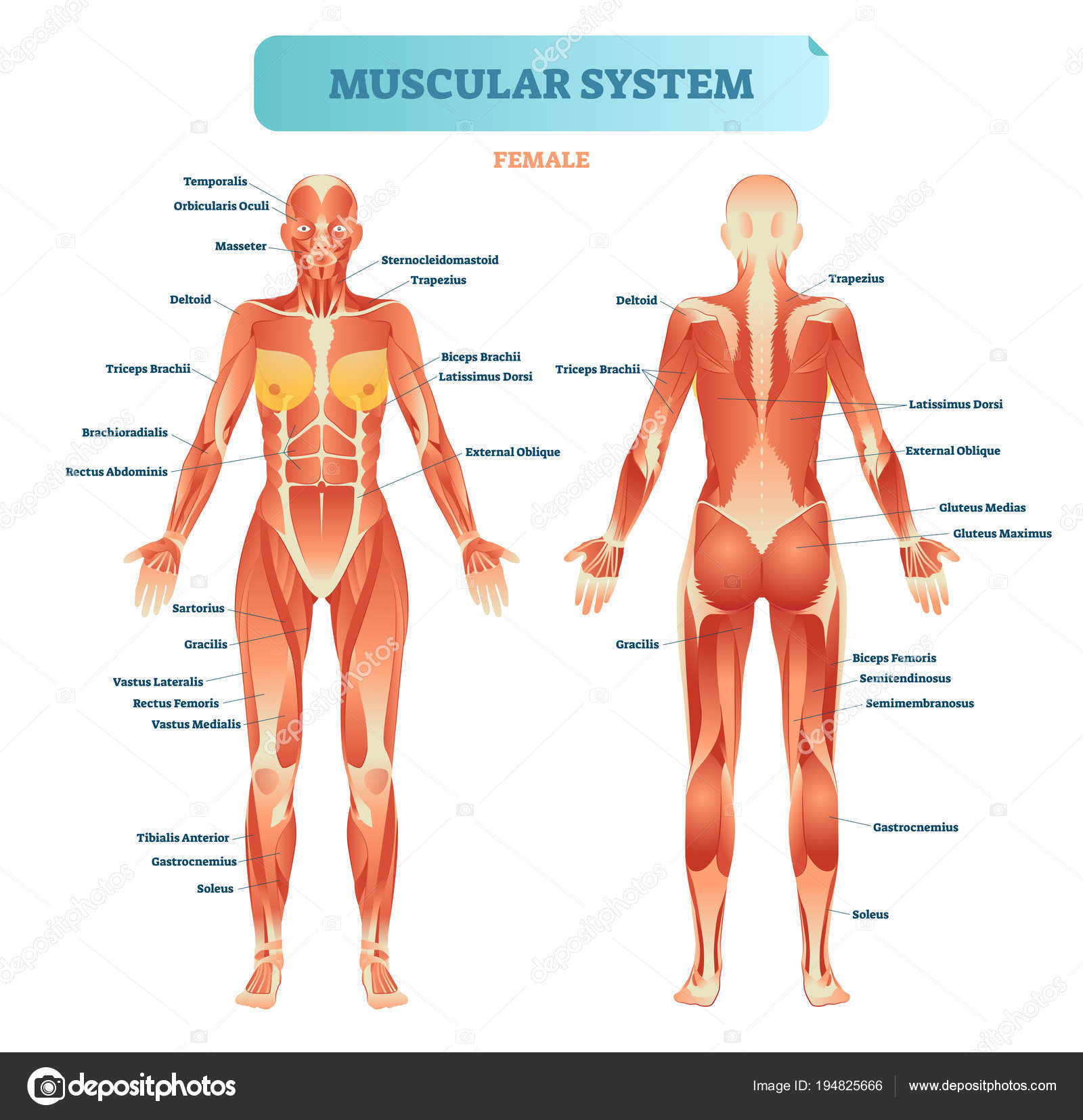 Male muscular system, full anatomical body muscle scheme, vector educational poster. Stock Illustration by ©VectorMine #194825666