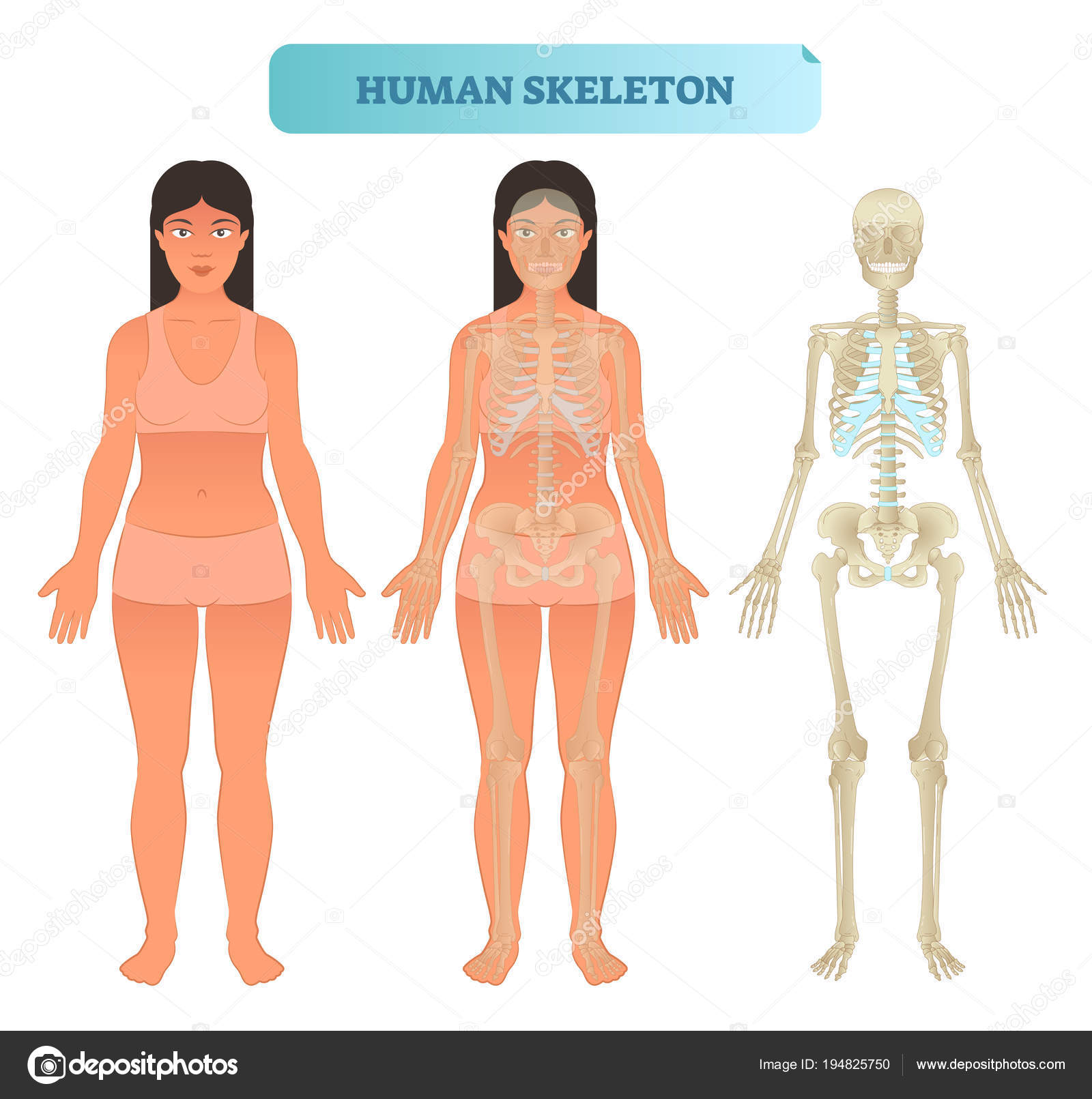Système squelettique humain, modèle anatomique. Illustration