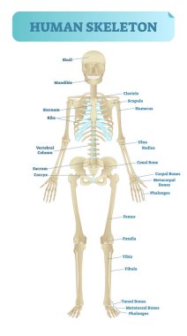 İnsan iskelet sistemi, anatomik model. Tıp vektör çizim poster, eğitim bilgileri.