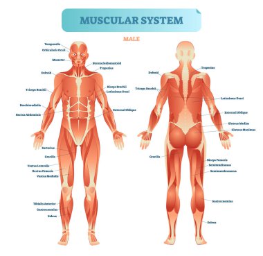 Male muscular system, full anatomical body diagram with muscle scheme, vector illustration educational poster. clipart