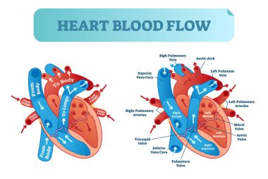Heart blood flow circulation anatomical diagram with atrium and ventricle system. Vector illustration labeled medical poster. clipart
