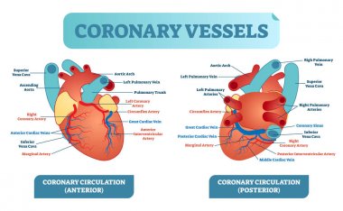 Koroner damarları anatomik sağlık bakım vektör çizim diyagramı etiketli. Kalp kan akış sistemi ile damar düzeni.