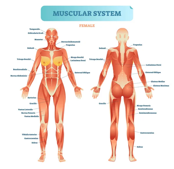 Männliches Muskelsystem, vollständiges anatomisches Körperdiagramm mit Muskelschema, Vektorillustration Bildungsplakat. — Stockvektor