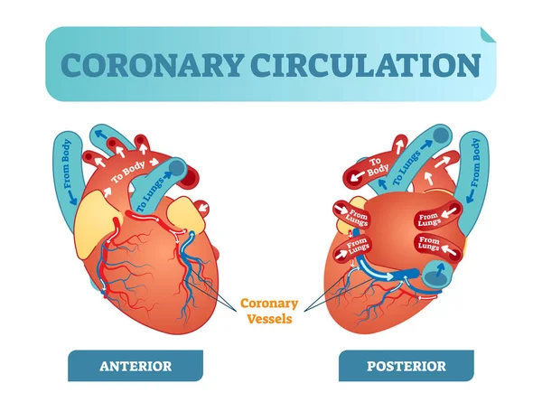 Diagramma anatomico della sezione trasversale della circolazione coronarica, schema di illustrazione vettoriale etichettato. Circuito di flusso sanguigno dal corpo attraverso cuore e polmoni e di nuovo al corpo . — Vettoriale Stock