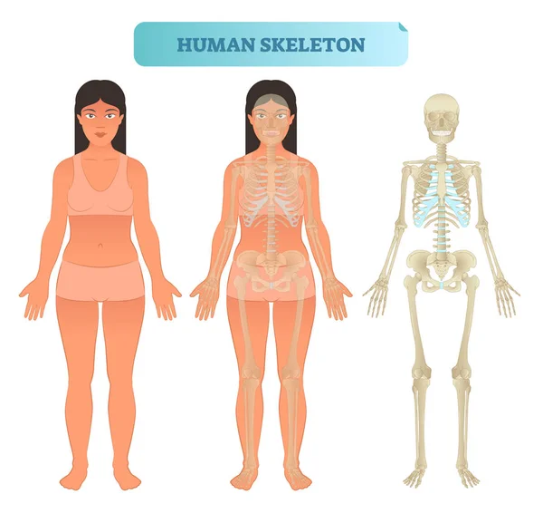 Human skeletal system, anatomical model. Medical vector illustration poster, educational information. — Stock Illustration Human skeletal system, anatomical model. Medical vector illustration poster, educational information. Royalty Free Stock Vectors