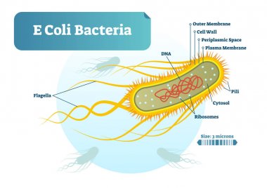 E Coli bakteri mikro biyolojik vektör çizim bölümü etiketli diyagramı çapraz. Tıbbi araştırma bilgi posteri.