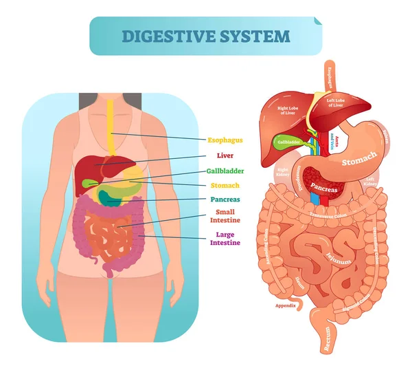 Human digestive system anatomical vector illustration diagram with inner organs. — Stock Vector