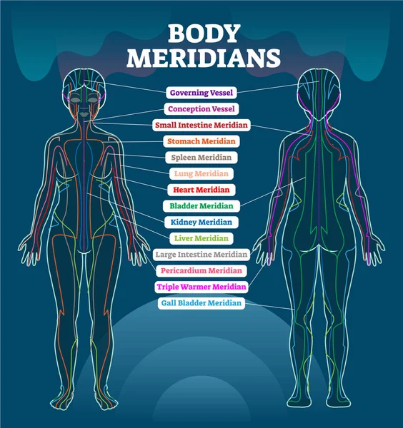 Esquema de ilustração do vetor do sistema meridiano corporal, gráfico de diagrama de terapia de acupuntura de energia chinesa . —  Vetores de Stock