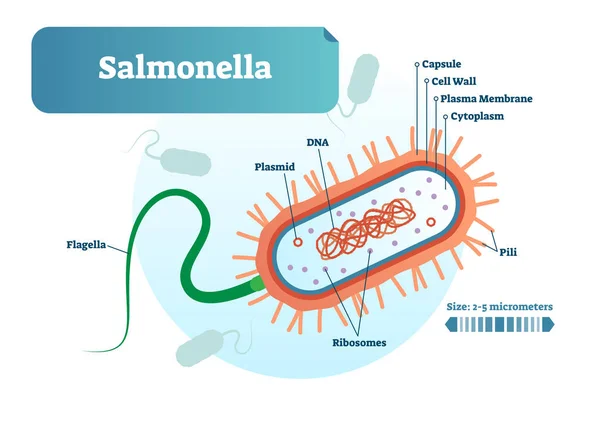 Salmonella bakterie mikro biologických vektorové ilustrace kříž sekce s popisky diagramu. Lékařský výzkum informační plakát. — Stockový vektor