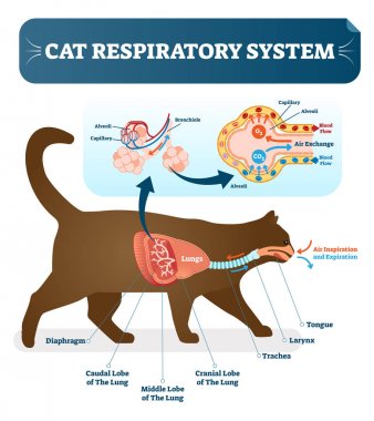 Cat respiratory system, vet anatomy vector illustration poster with lungs and capillary diagram scheme. clipart