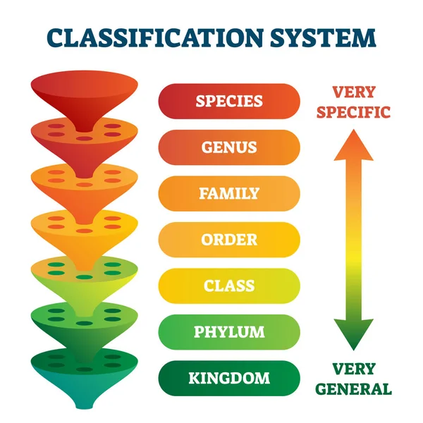 Sistema de clasificación ilustración vectorial. Sistema de clasificación taxonómica etiquetado . — Vector de stock