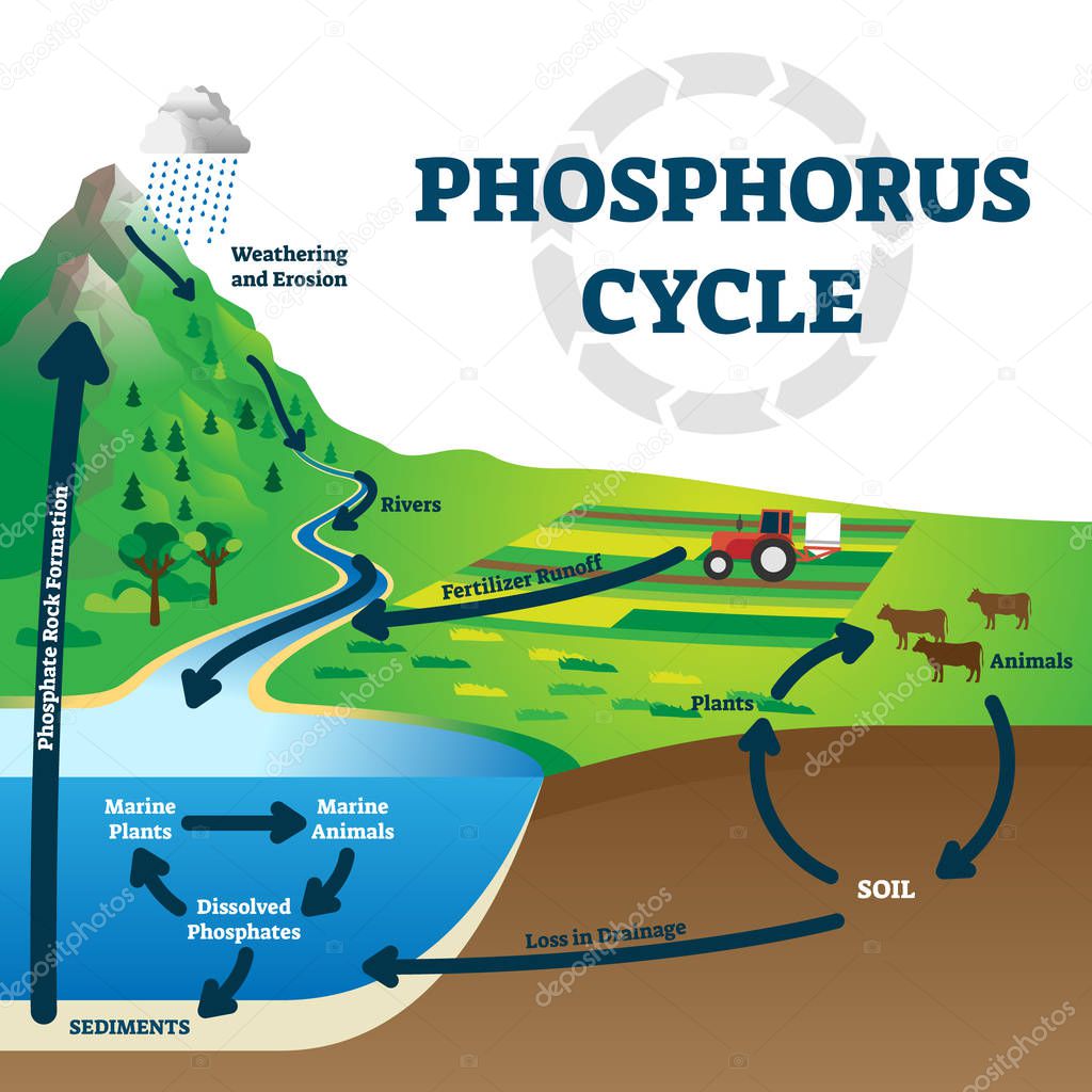 Phosphorus cycle vector illustration. Labeled earth chemical element scheme