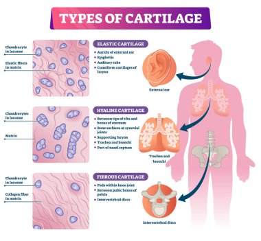 Types of cartilage vector illustration. Labeled educational tissue scheme. clipart