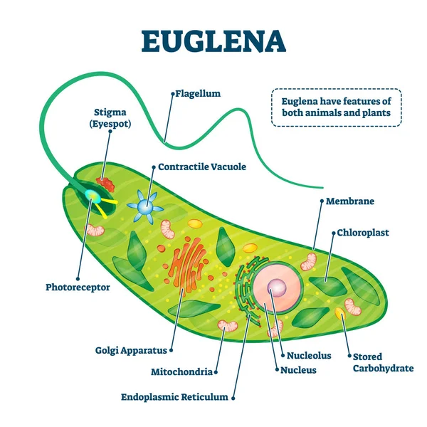 Euglena vektor illustration. Märkta mikroorganismers struktur eller beskrivning — Stock vektor