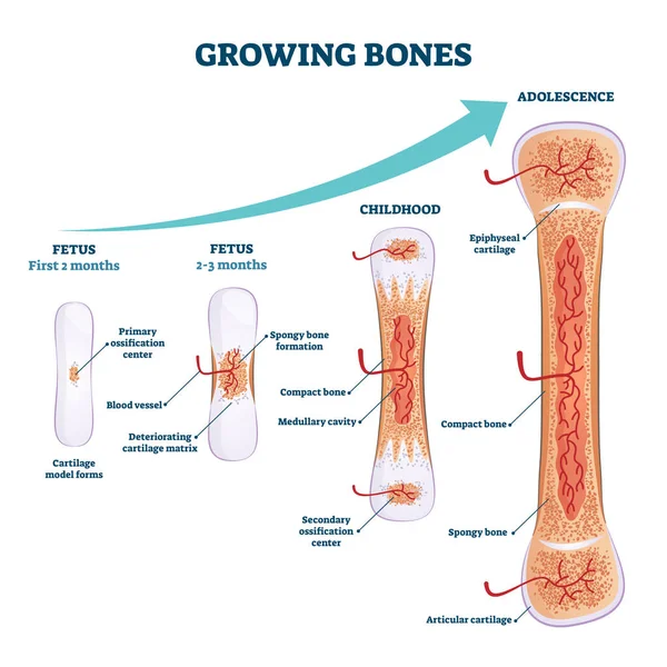 Groeiende botten vector illustratie. Educatieve foetus en adolescentie stadia — Stockvector