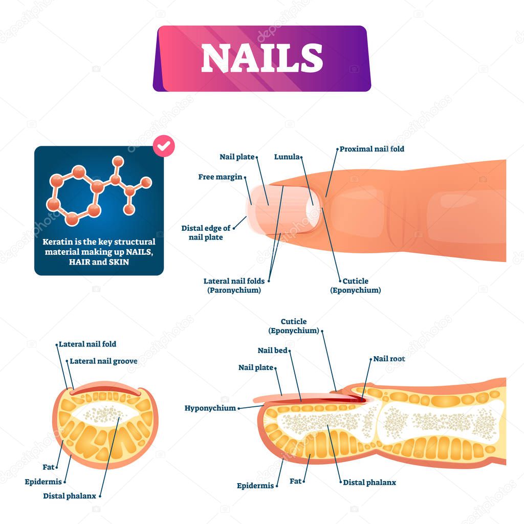 Nail Anatomy Structure Diagram Vector Illustration Finger Cross Section Educational Scheme With Cuticle Epidermis Fat Nail Root Bed And Plate Nail Surface Plate Free Margin And Distal Edge Premium Vector In