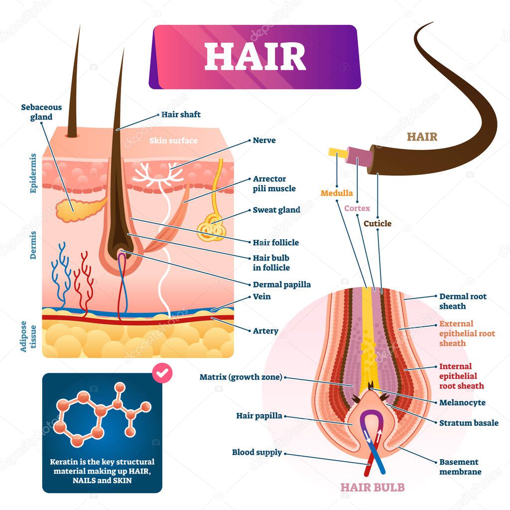 Hair anatomy structure diagram vector illustration