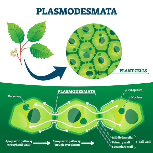 Plasmodesmata diagrama de células vegetais, ilustração vetorial — Vetor de Stock