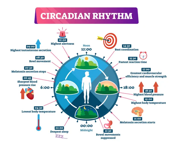 Circadian ritm vektör çizimi. Etiketli Eğitim Günü döngüsü şeması. — Stok Vektör