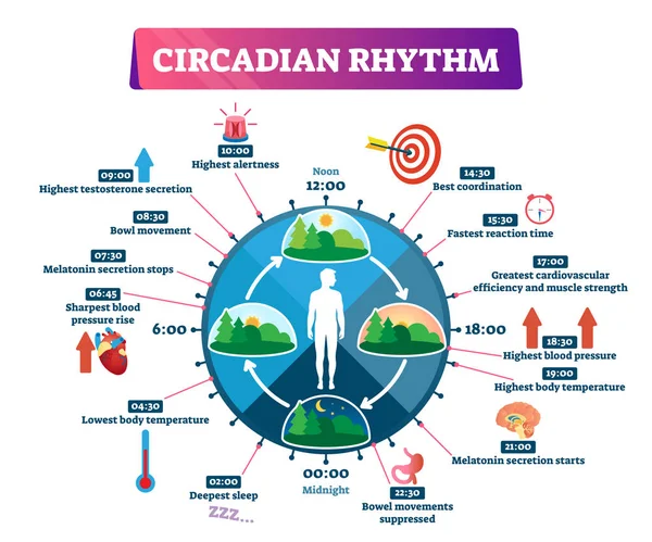 Ilustración vectorial del ritmo circadiano. Esquema de ciclo de día educativo etiquetado . — Vector de stock