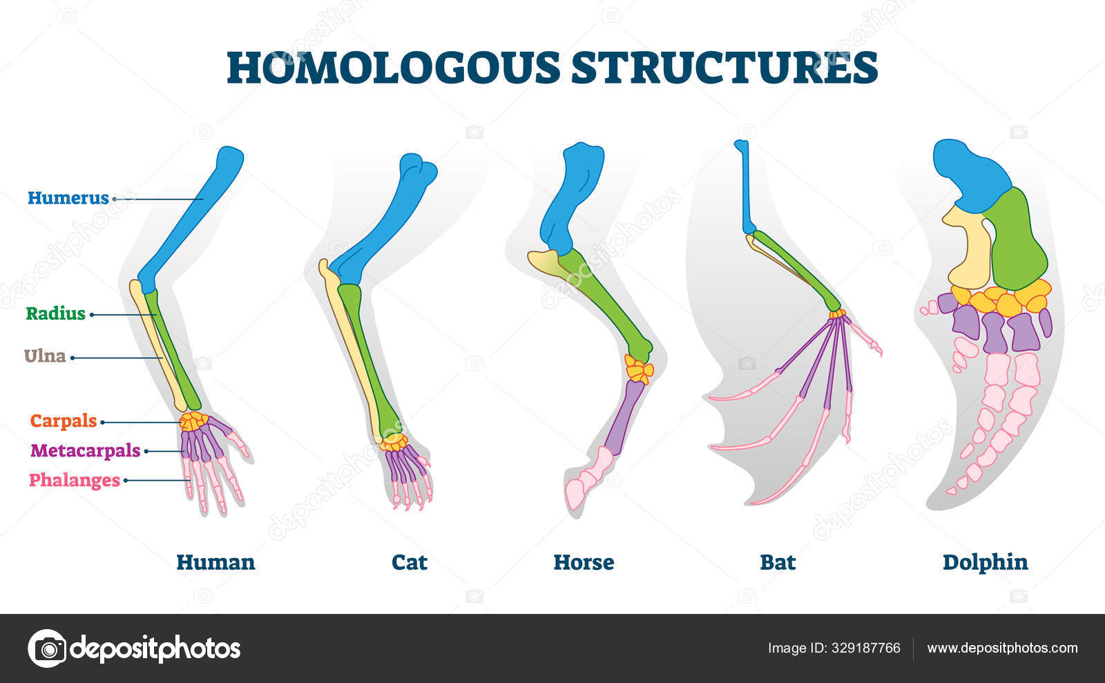 Homologous structure vector illustration biological species example