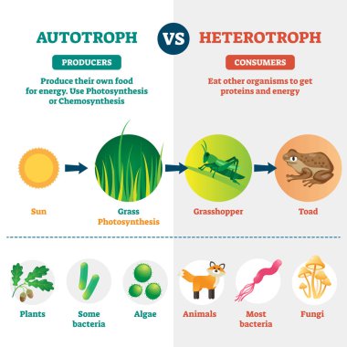Heterotroph ve ototroph vektör çizimi. Etiketli biyolojik bölünme.