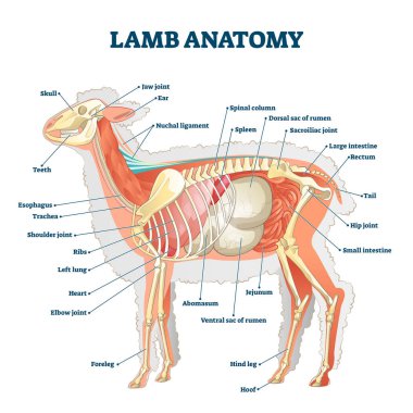 Lamb anatomy vector illustration. Labeled educational inner organ structure clipart