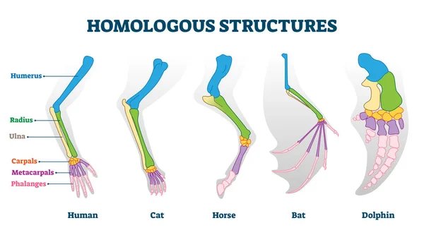 Homologe Struktur Vektor Illustration. Beispielprogramm für biologische Arten — Stockvektor