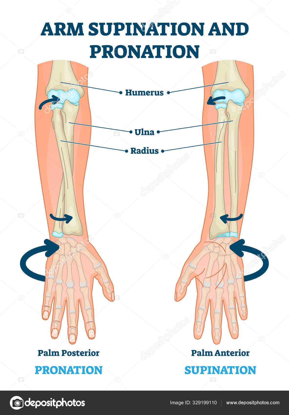 Is pronation/supination a movement part of the wrist or the