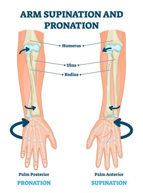 Kol üstü ve zamir vektör çizimi. Etiketlenmiş anatomik şema