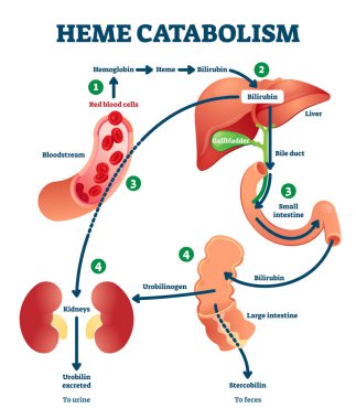 Heme catabolism vector illustration. Labeled chemical blood reaction scheme clipart