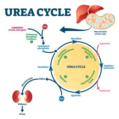 Urea cycle vector illustration. Labeled educational ornithine explanation. clipart