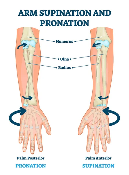 Ilustración de vectores de supinación y pronación de brazos. Esquema anatómico etiquetado — Vector de stock