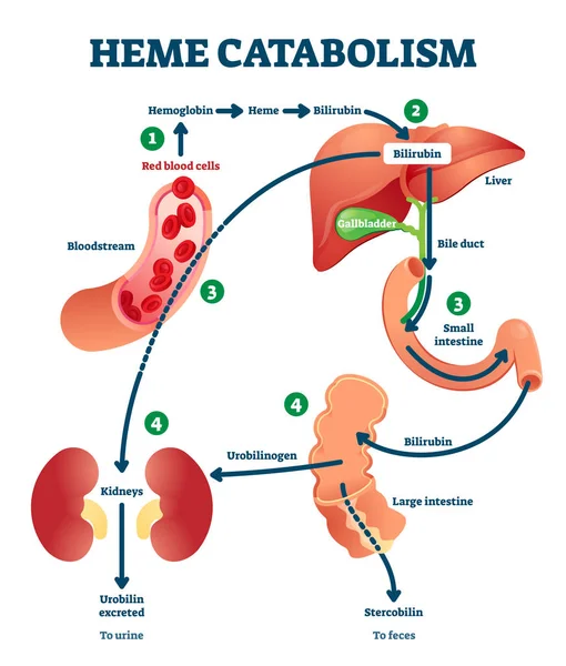 Heme catabolism vector illustration. Labeled chemical blood reaction scheme — Stock Vector