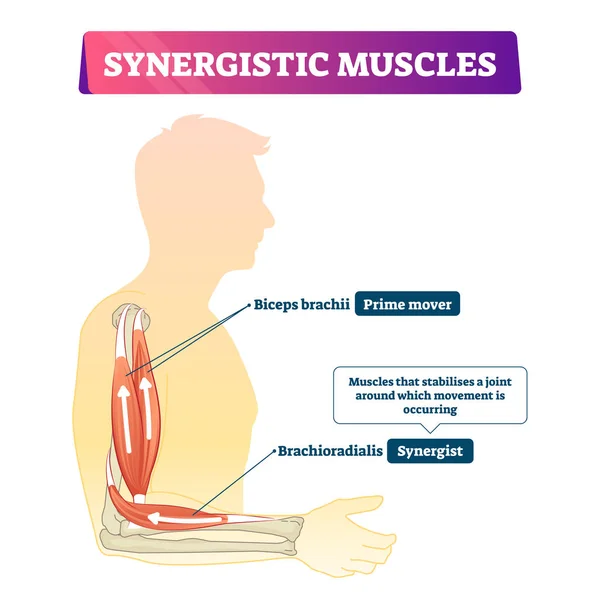 Illustration vectorielle des muscles synergiques. Régime de soutien à l'action armée étiqueté . — Image vectorielle
