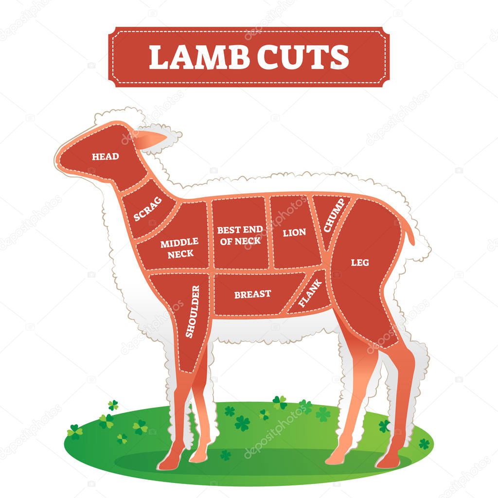 Lamb cuts vector illustration. Divided by continuous line for cooking meat.