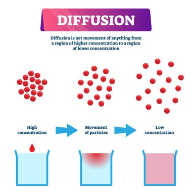 Diffusion vector illustration. Labeled educational particles mixing scheme. clipart