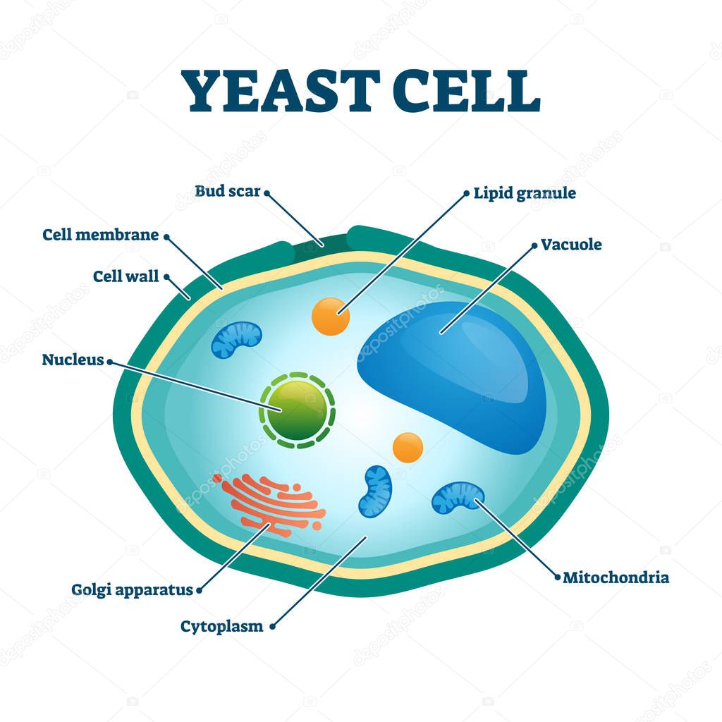 Yeast cell vector illustration. Labeled organism closeup structure diagram.
