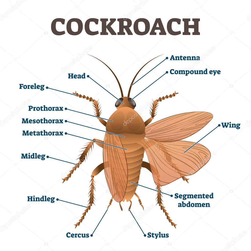 Cockroach vector illustration. Labeled educational body structure scheme.