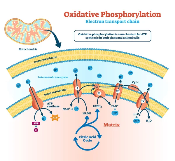 Oxidativ fosforylering vektor illustration. Märkta ämnesomsättningsprogram. — Stock vektor