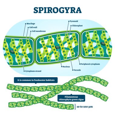 Spirogyra vektör çizimi. Etiketli yeşil yosun yapısı.