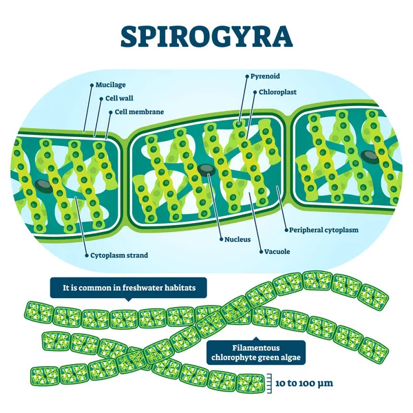 Ilustracja wektora spirogyry. Oznakowana edukacyjna struktura zielonych alg. — Wektor stockowy