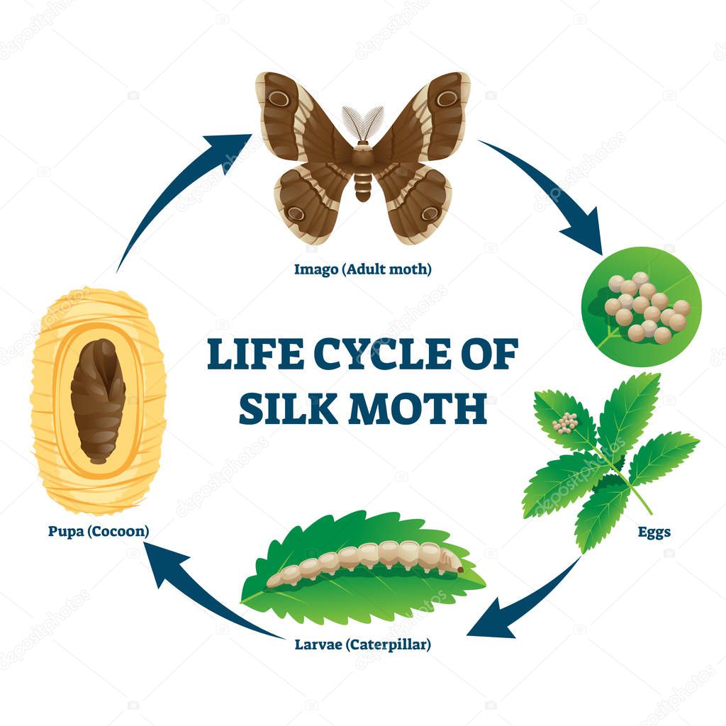 Silk moth life cycle illustrated vector diagram