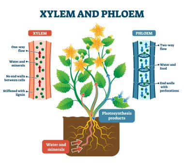 Xylem and phloem vector illustration. Labeled plant transportation scheme. clipart