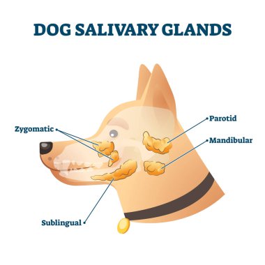 Köpek tükürük bezleri vektör illüstrasyonu. Hayvan anatomisi eğitim şeması.