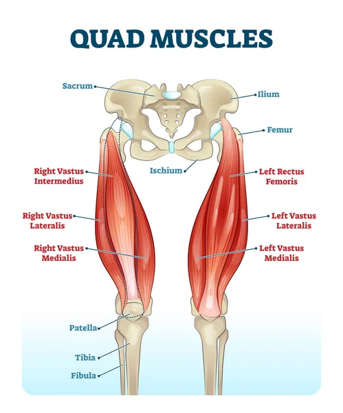 Diagramma etichettato anatomia dei muscoli delle gambe quadruple, poster di fitness illustrazione vettoriale — Vettoriale Stock