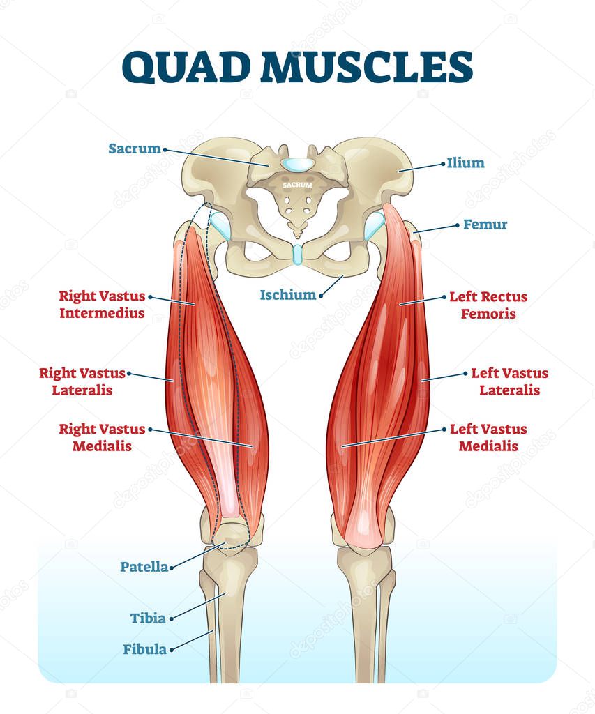 Quad Leg Muscles Anatomy Labeled Diagram Vector Illustration Fitness Poster Sports Physiotherapy Educational Information Healthy Muscular Structure And Bones Vastus Femoris Lateralis And Medialis Premium Vector In Adobe Illustrator Ai